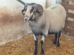 phoca_thumb_l_ea47245 2